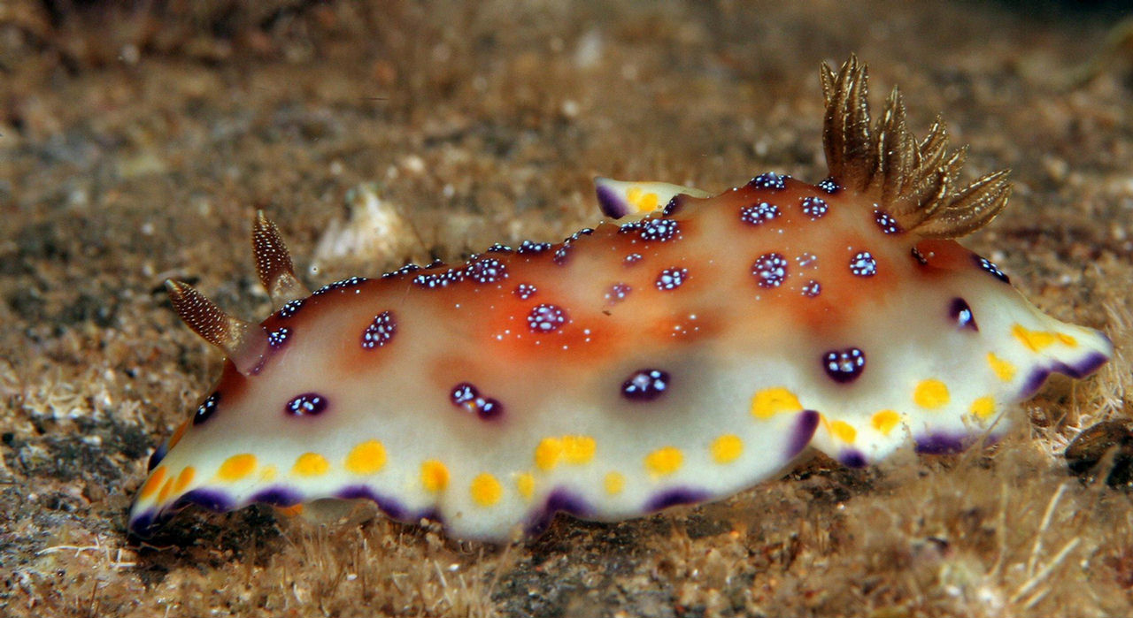 Chromodoris sp